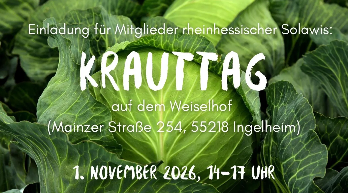 Ankündigungsgrafik über Weißkohlköpfen: „Einladung für Mitglieder rheinhessischer Solawis: Krauttag auf dem Weiselhof, Mainzer Straße 254, 55218 Ingelheim, 1. November 2026, 14–17 Uhr".